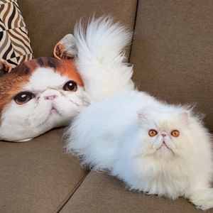 Meet your Posher, Pat